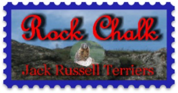 Rock Chalk Jack Russell Terriers